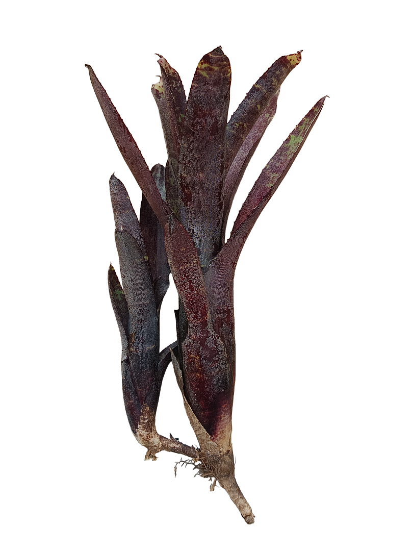 Planta Bromelia Neoregelia Ampullacea Purpurea Ideal Terrario