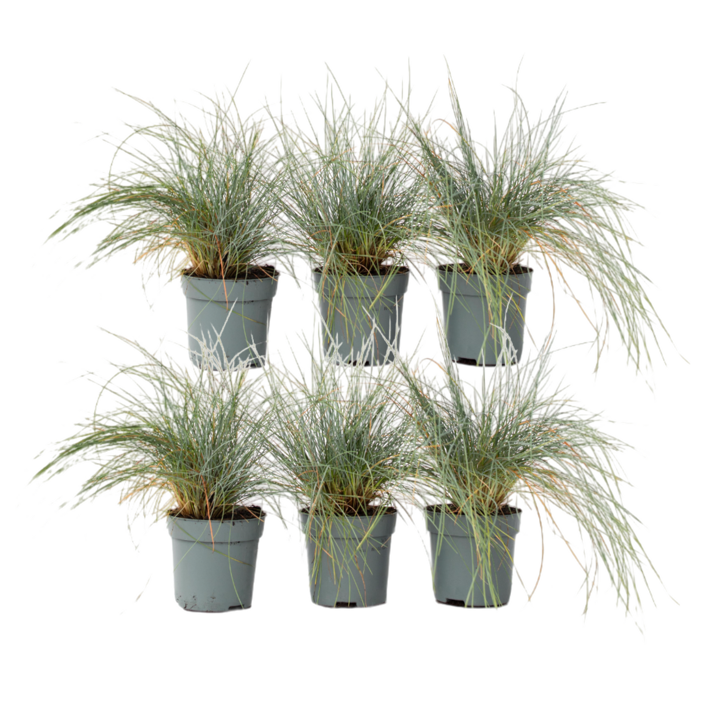 Festuca Azul - 6 Pzs - Festuca Glauca 'elijah Blue' - Altura 10-15cm - ⌀9cm