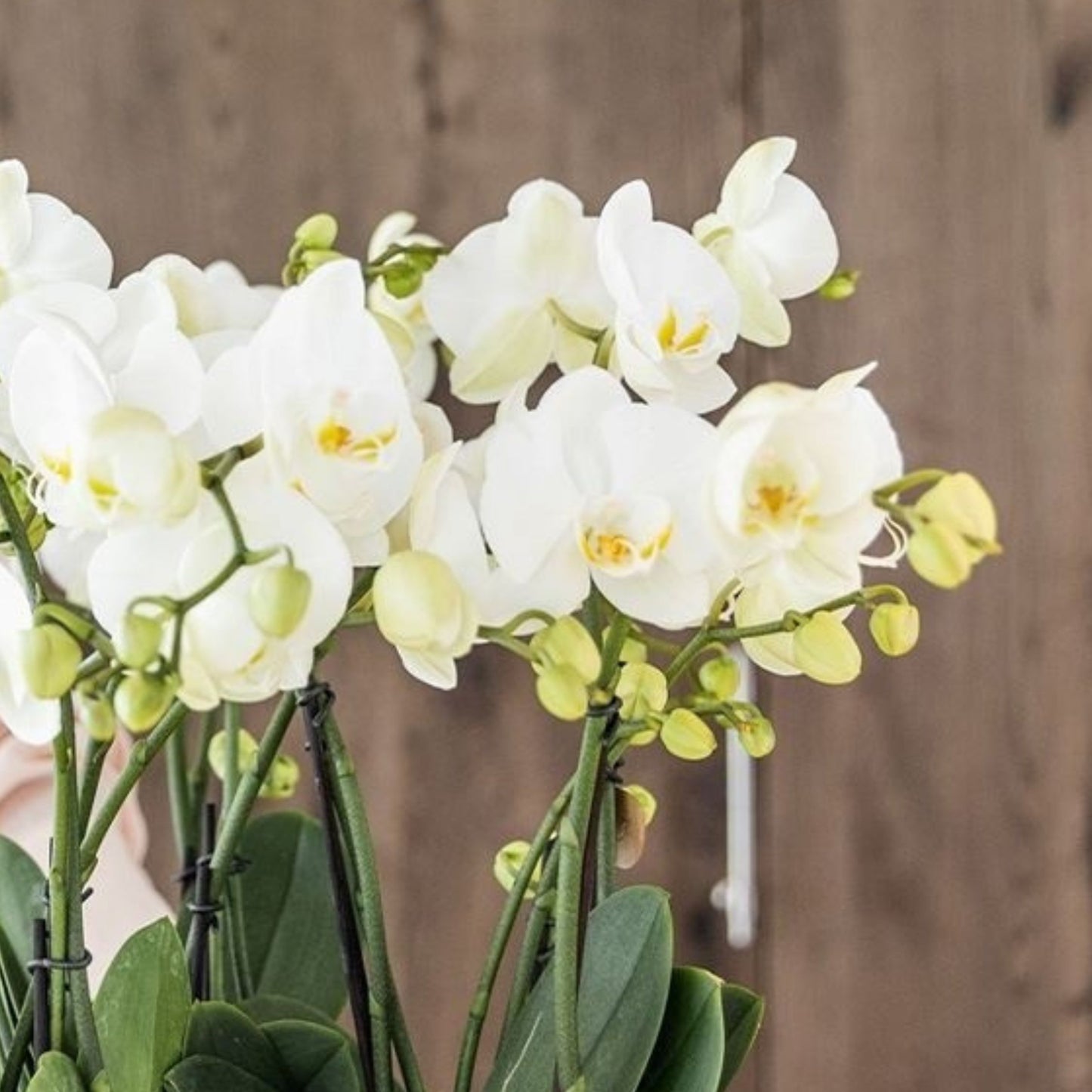 Orquídea En Cesta Blanca - Phalaenopsis - Altura 40–50cm - ⌀28cm