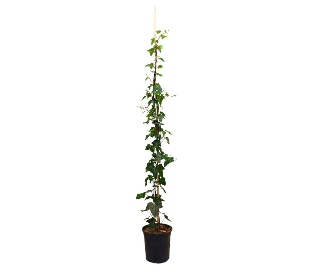 Hedera Canariensis M20 150-180cm (hiedra Canaria)