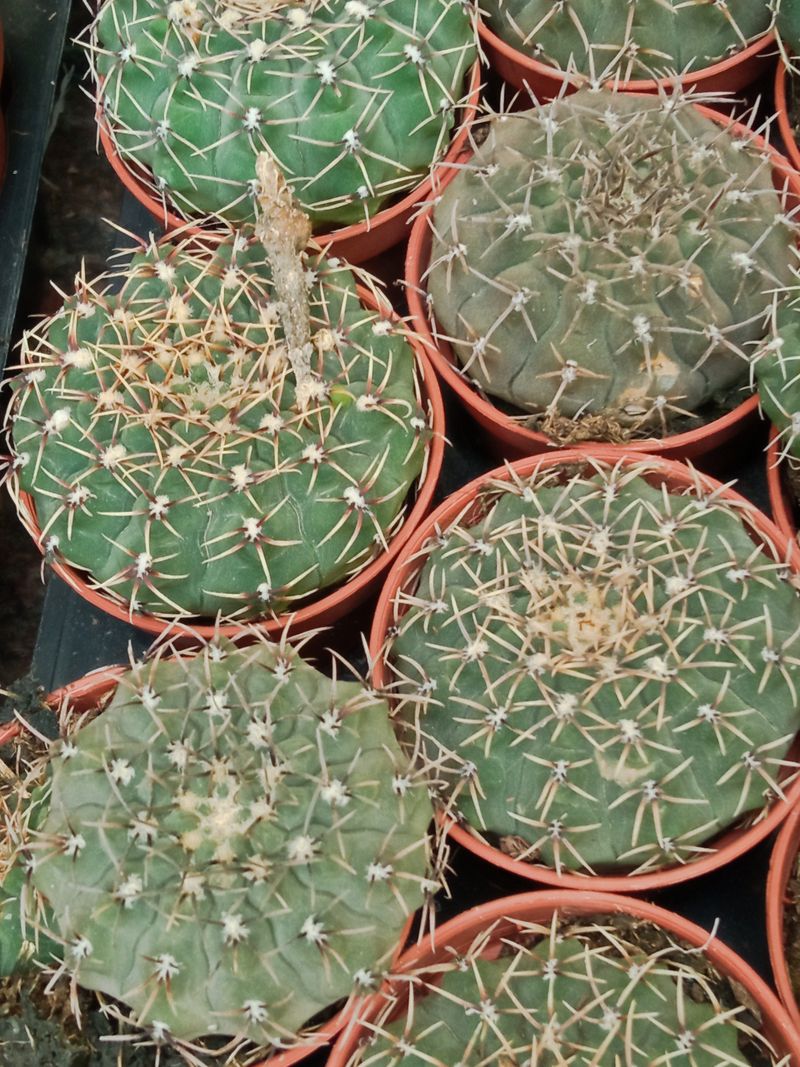 Gymnocalycium Sp Cactus Joven 5 Cms