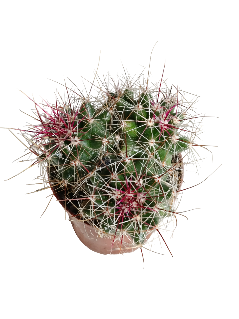 Ferocactus Stanesii Cactus Planta Natural Ø5_0