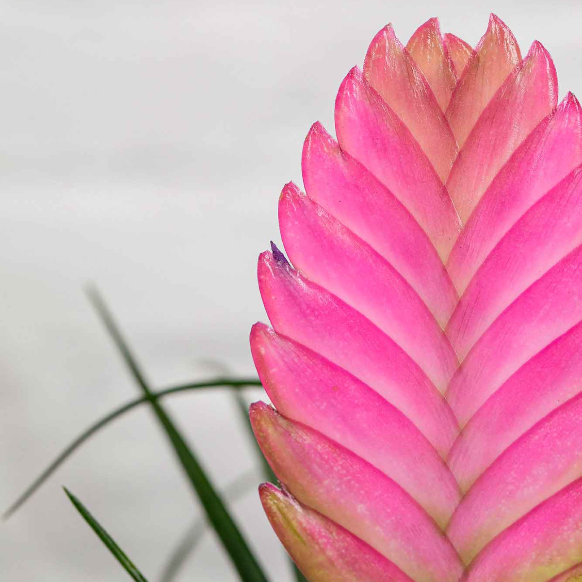 Kokedama Thillandsia.