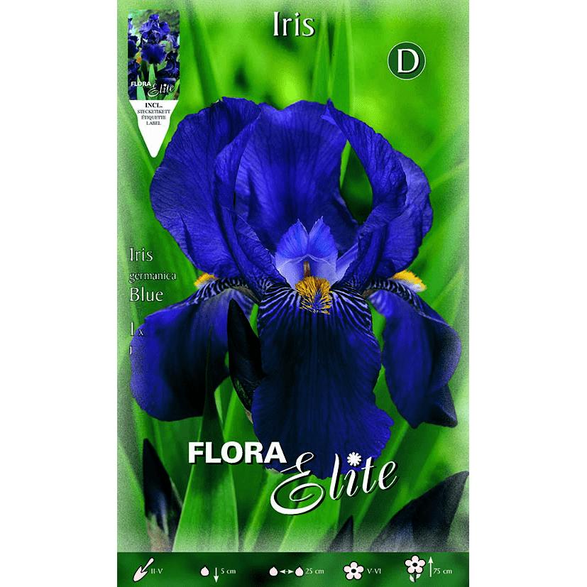 Bulbo Iris Germánica azul 1 ud