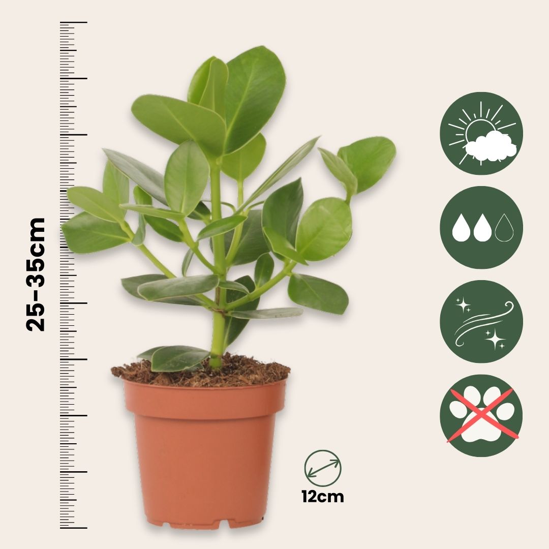 Copey Rosado - Clusia Rosea 'princess' - Altura 25-35cm - ⌀12cm