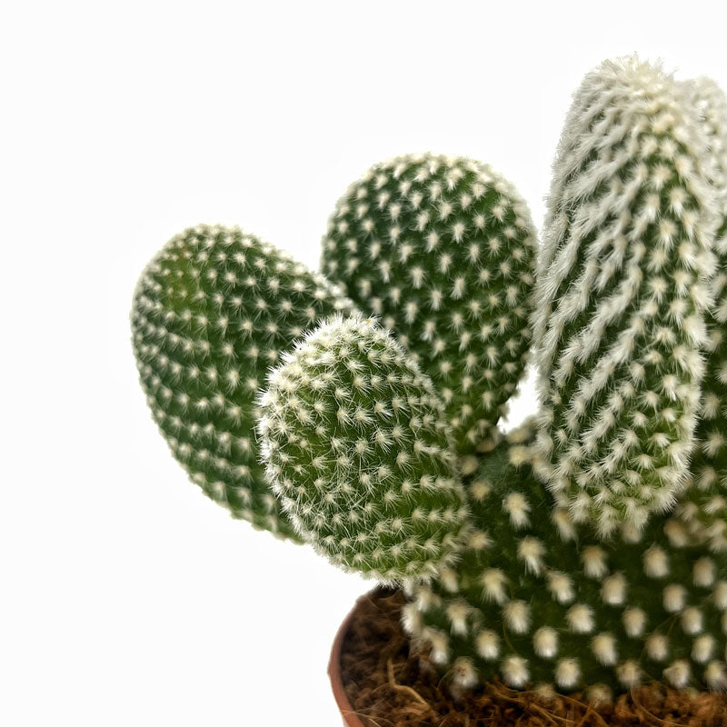 Opuntia Microdasys Var. Albispina Cactus Y Suculentas M8,5 cm Ø_2