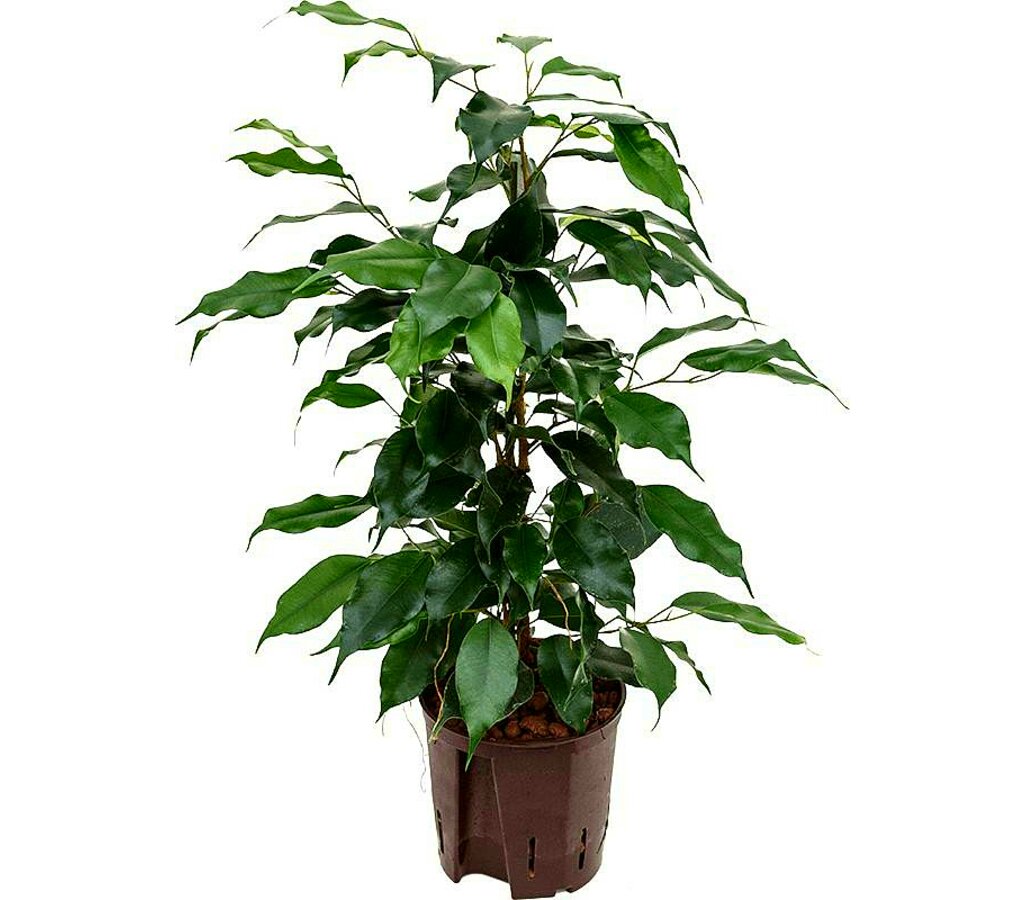Ficus Benjamina Danielle M14 45cm