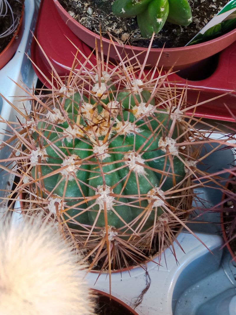 Planta Cactus Melocactus Sp Ø8 Cm