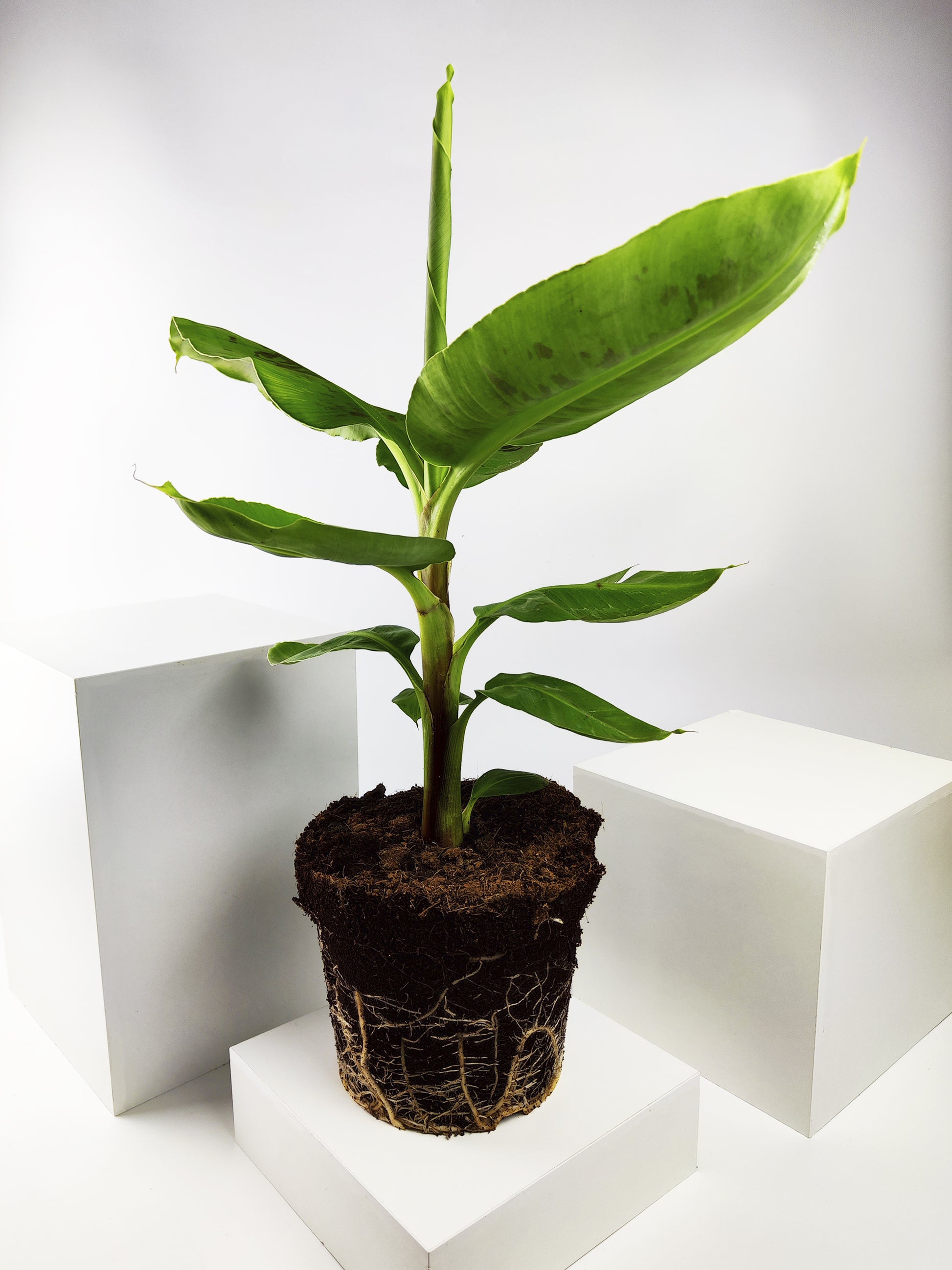 Platanera o Musa | Altura 100cm - Maceta 21cm