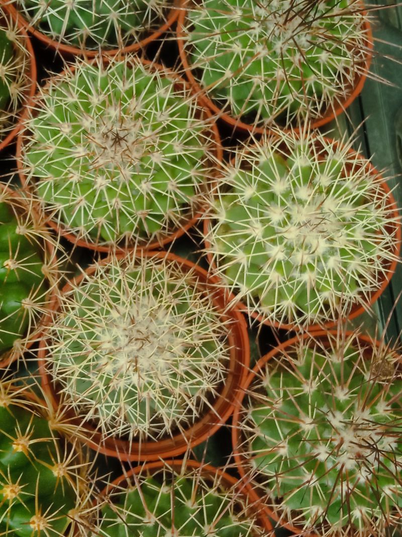 Suculentas Y Cactus Variedad #25 Planta Sin Id