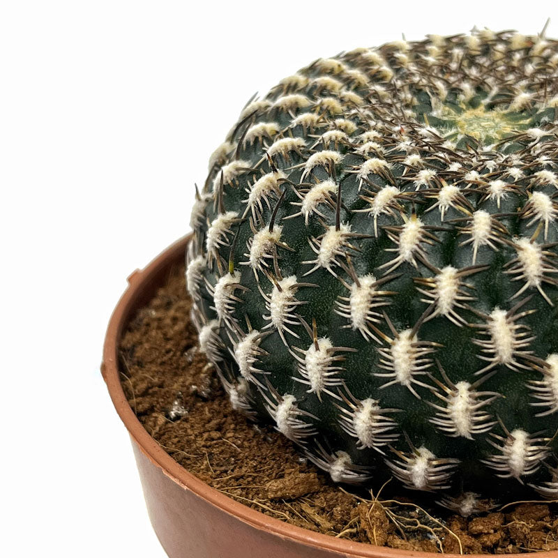 Sulcorebutia Arenacea Cactus Y Suculentas