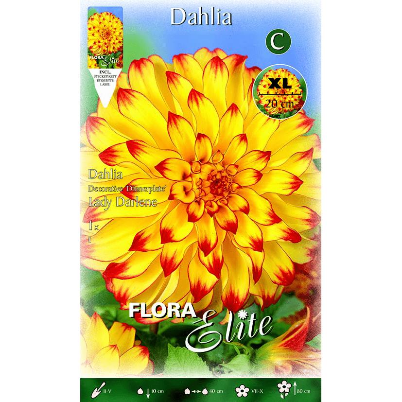 Bulbo Dalia decorativa amarilla punta roja