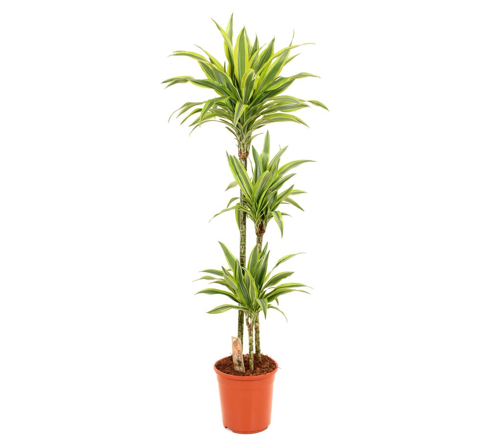 Dracena Lemon Lime 3 Troncos 90-45-15 M24 120-130cm