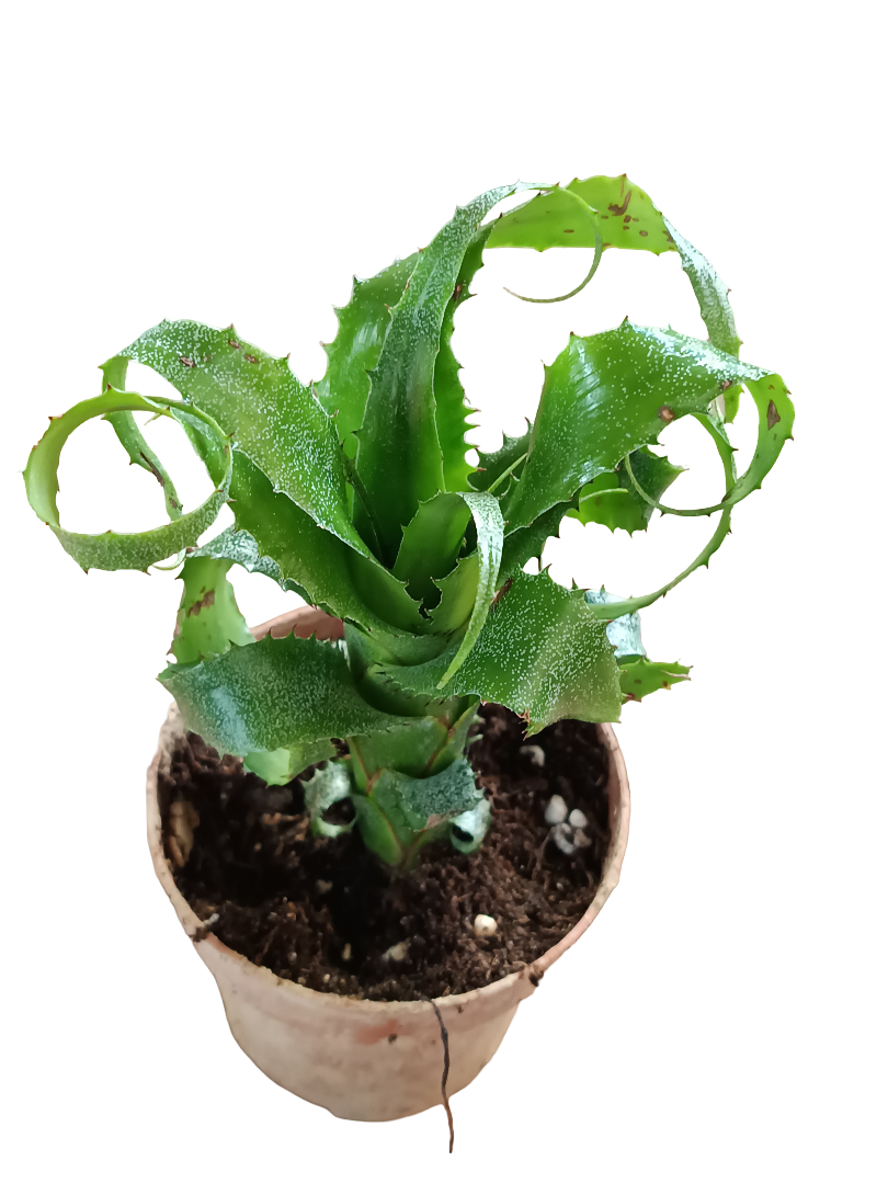 Neoregelia Mooreana Planta Bromelia Para Terrarios E Inteior