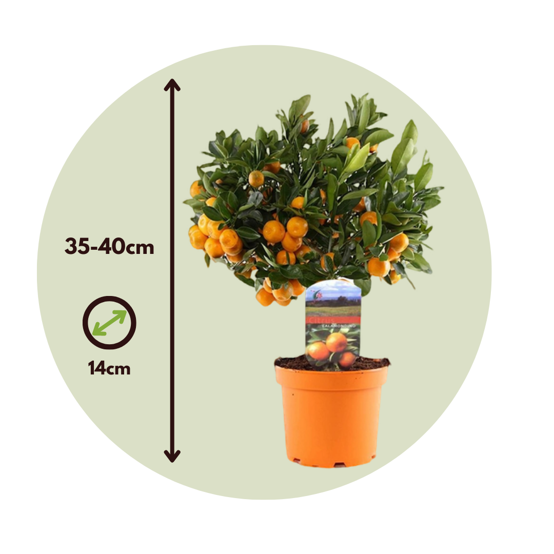 Naranjita De San José - Citrus Microcarpa 'calamondin' - Altura 35-40cm - ⌀14cm_2