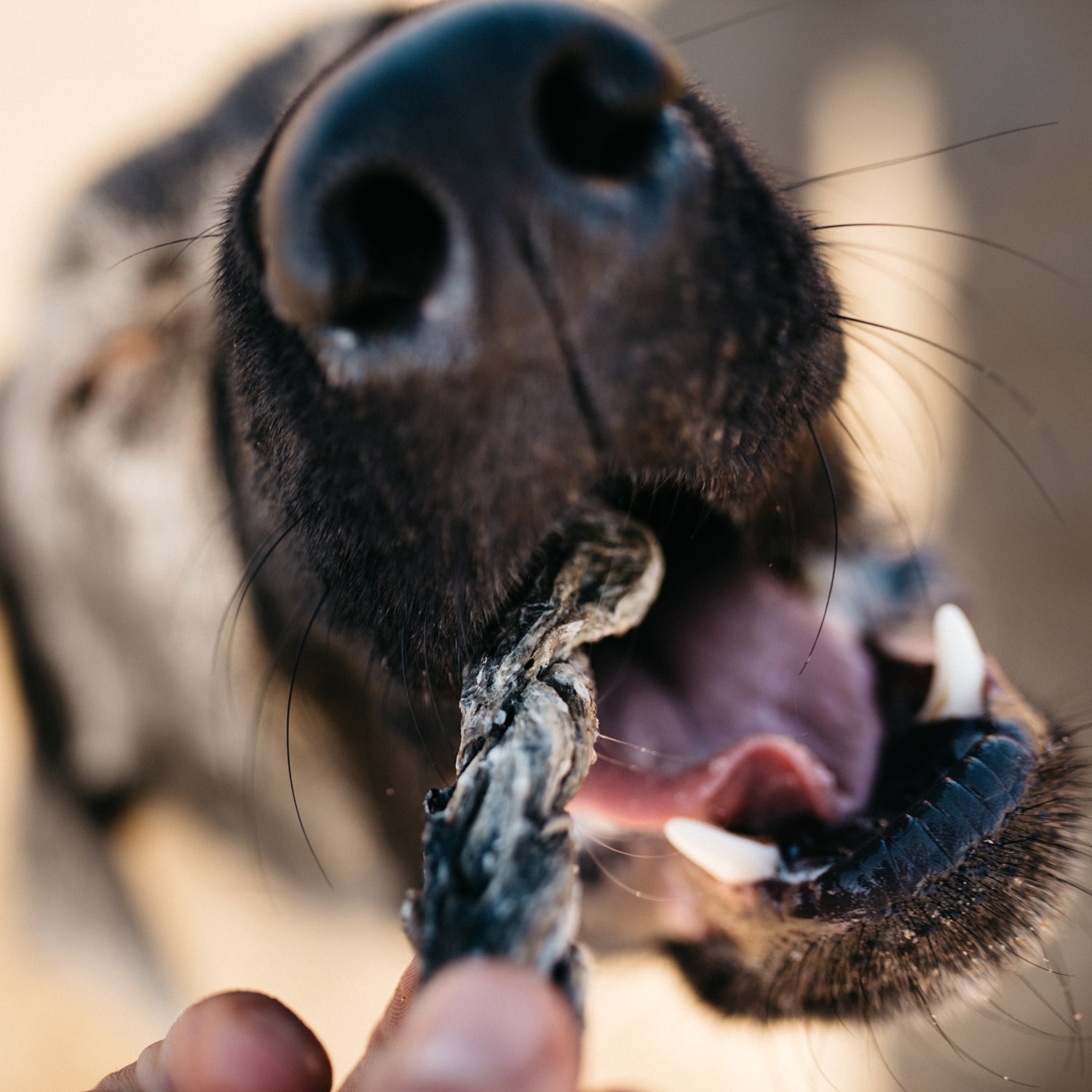 Fish4dogs Snack Dental Para Perro – Fish Twists
