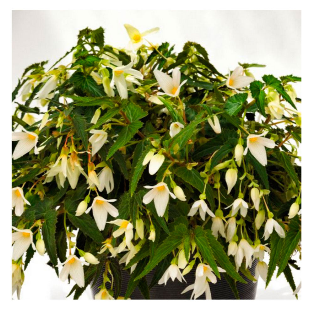1 Bulbo De Begonia Bertinii Boliviensis 'santa Barbara' Planta De Flor_0