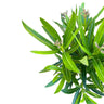 Adelfa Planta Ornamental De Jardín (nerium Oleander)