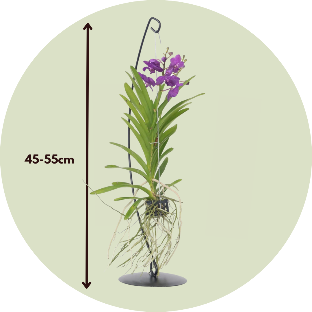 Orquídea Vanda - Vanda 'blue' - Altura 45-55cm