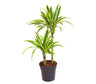 Dracena Lemon Line 2 Troncos 45-15 M17