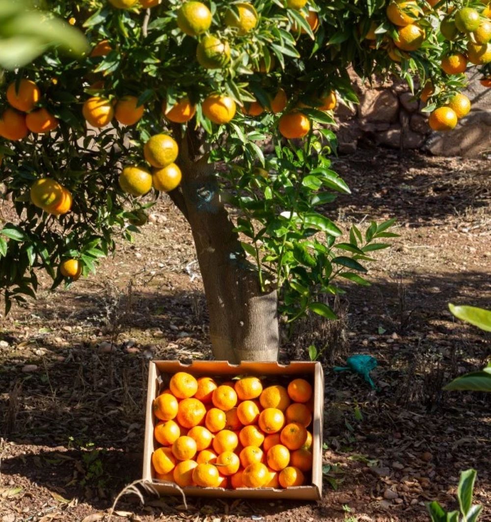 Caja de 9kg Mandarinas Del Campo Tropitop_3