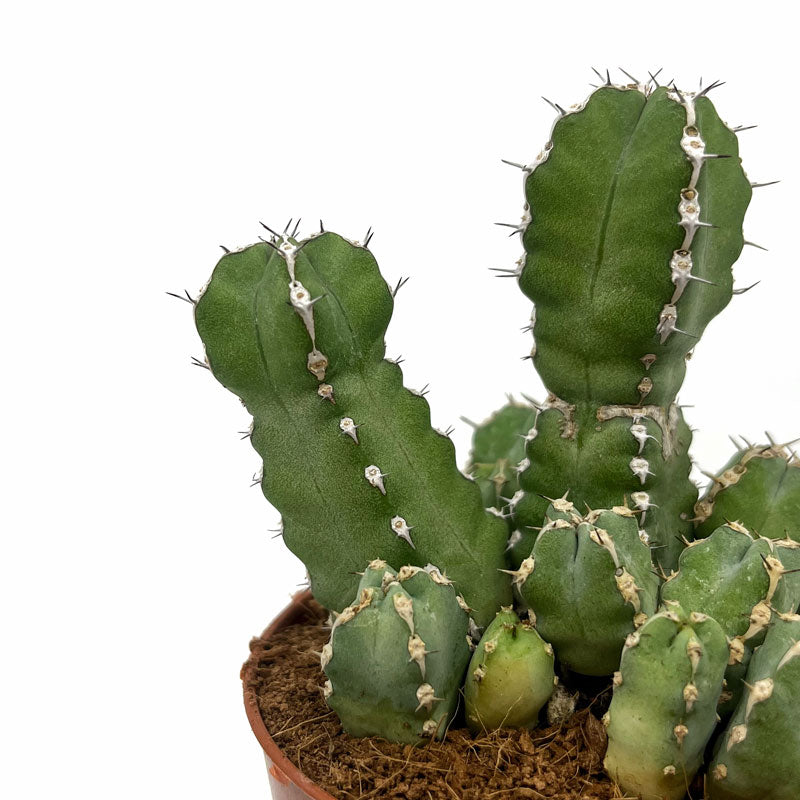 Euphorbia Polyacantha Cactus Y Suculentas M8,5 Ø