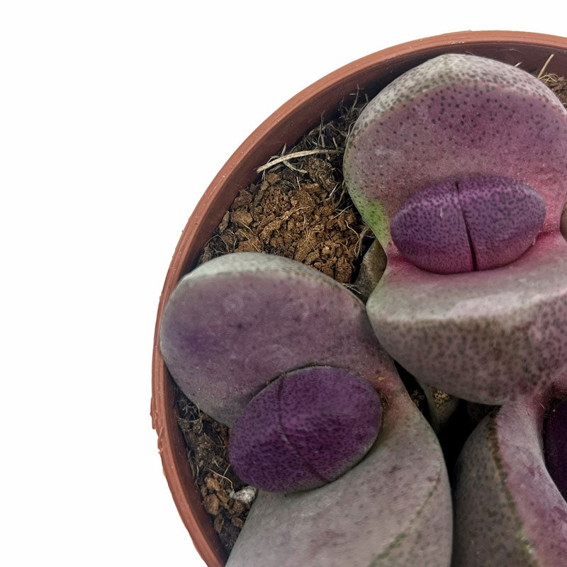 Pleiospilos Nelii Cv Royal Flush Cactus Y Suculentas M8,5 cm Ø_2