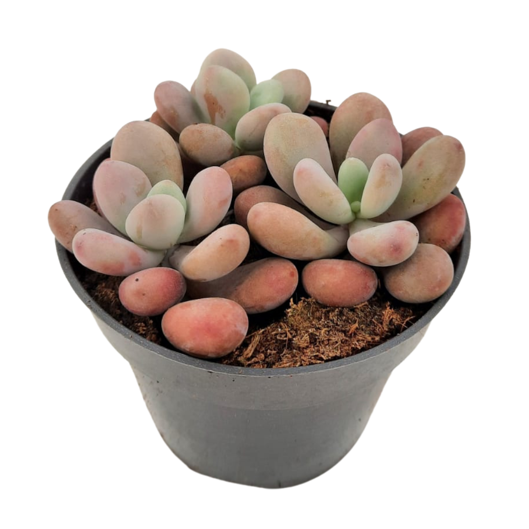 Pachyphytum Pink Suculenta Muy Útil Para Fines Ornamentales_0