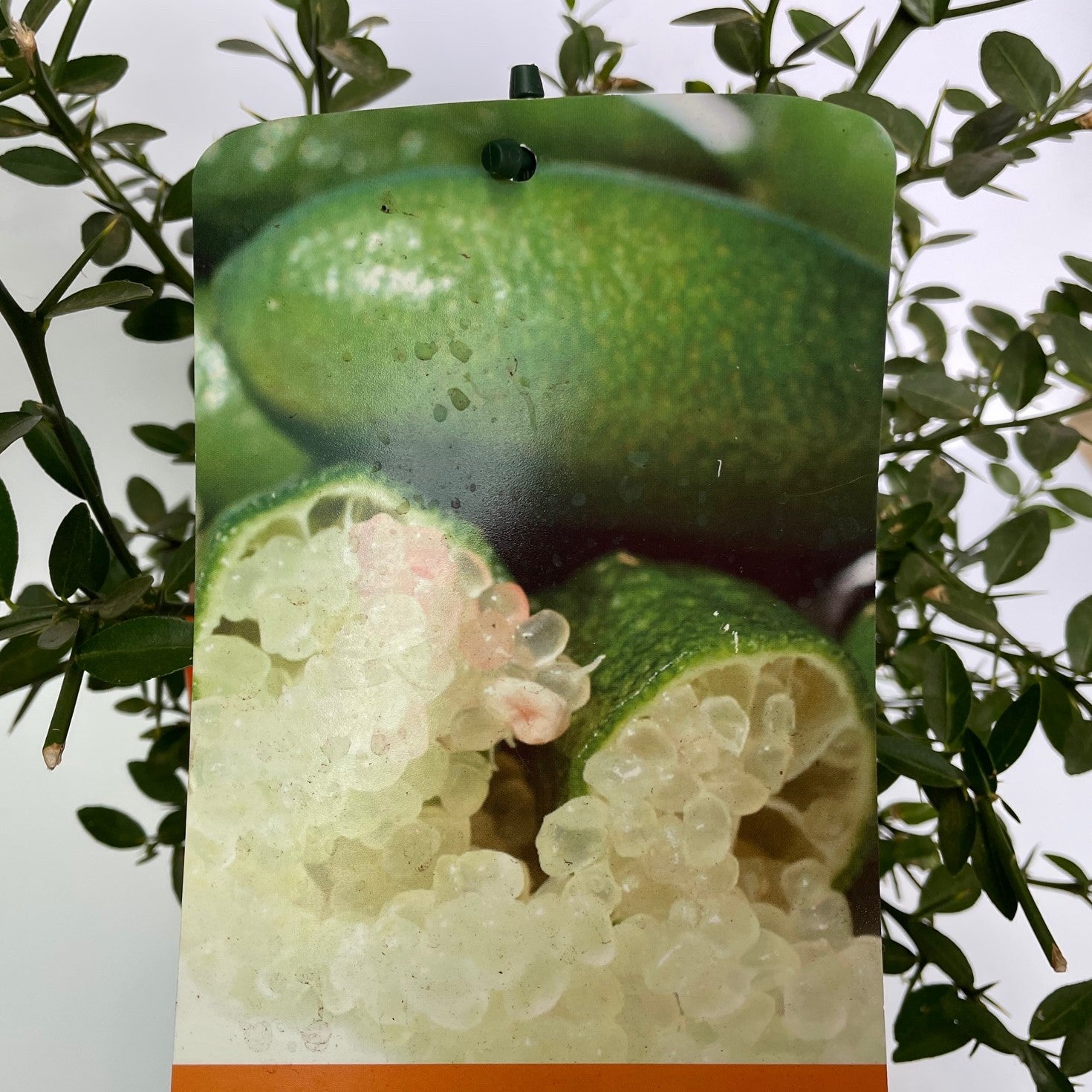 Caviar Cítrico Verde - Maceta 17cm. - Forma Arbustiva Altura Aprox. 35cm.