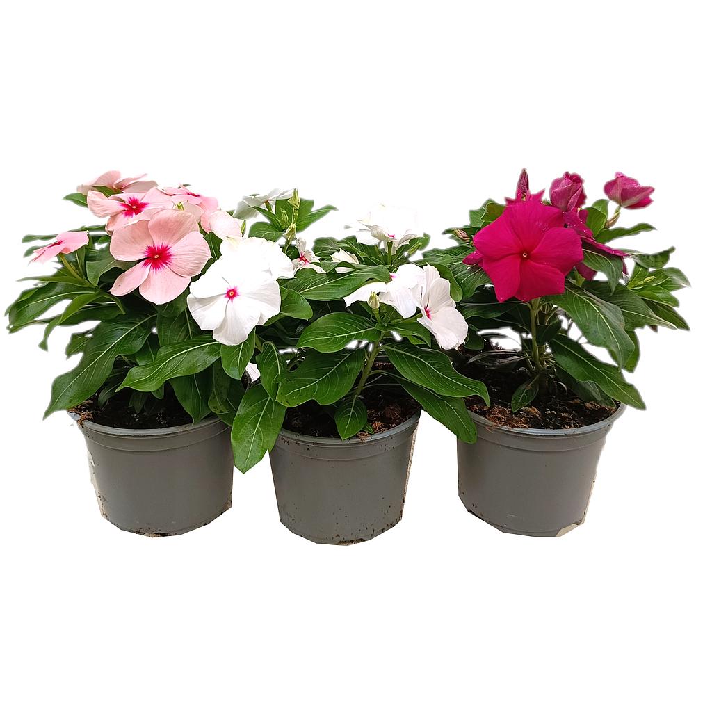 Vinca M12_0