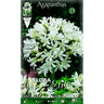 Bulbo Agapanthus blanco 1 ud