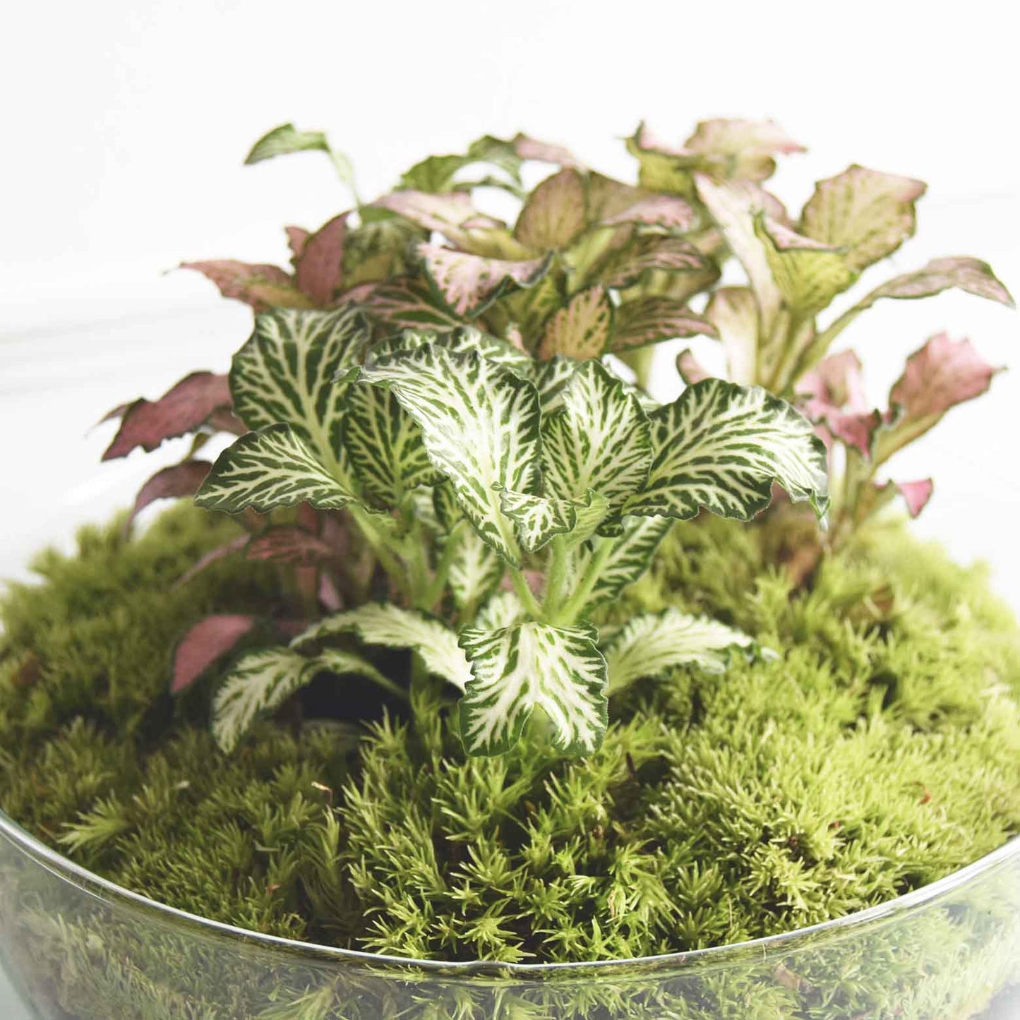 Terrario Pequeño H=22 Cm_1