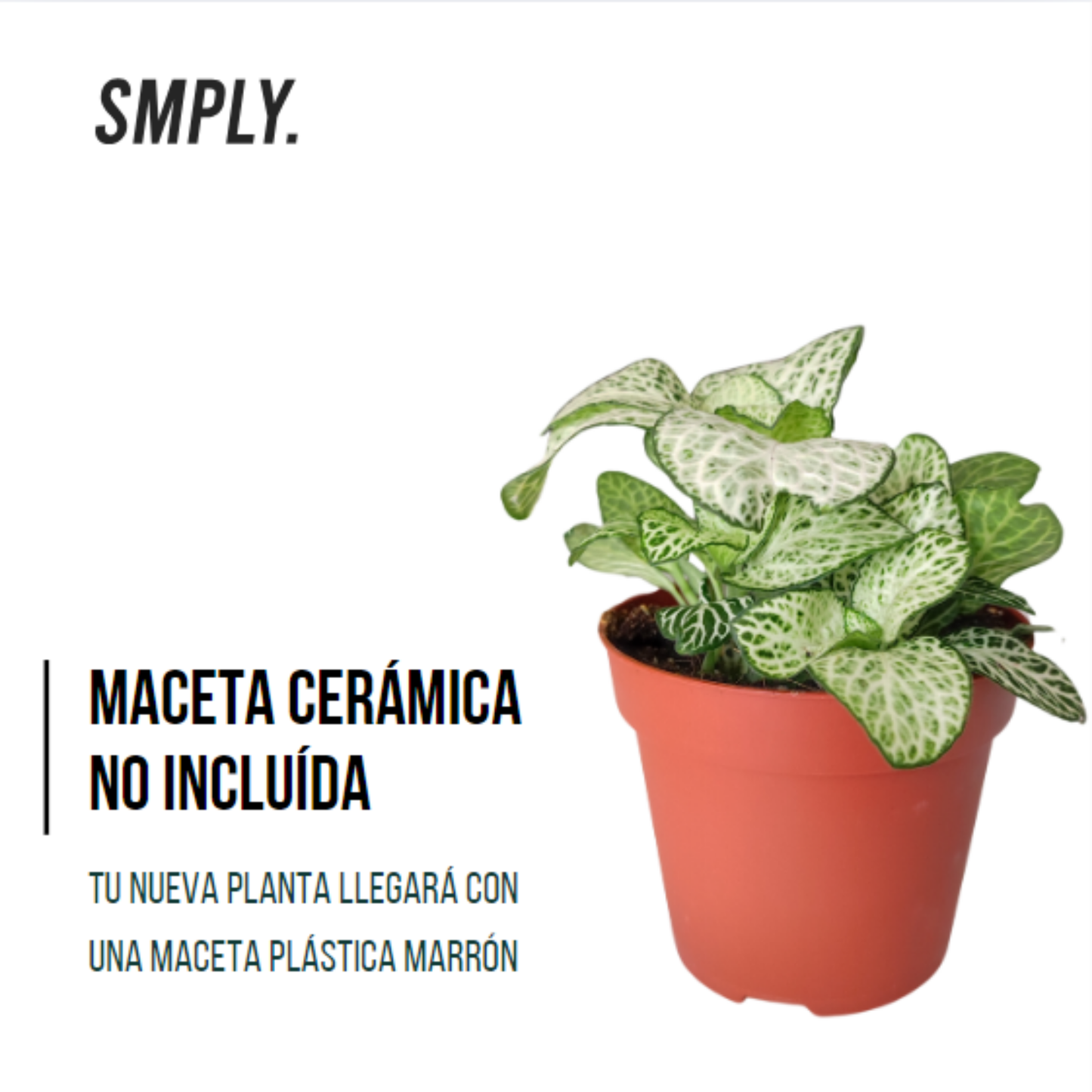 Pack De 3 Fitonias Naturales Para Interior O Exterior En Maceta Ø9 Cm _3