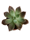 Echeveria mira Planta Suculenta Ø5