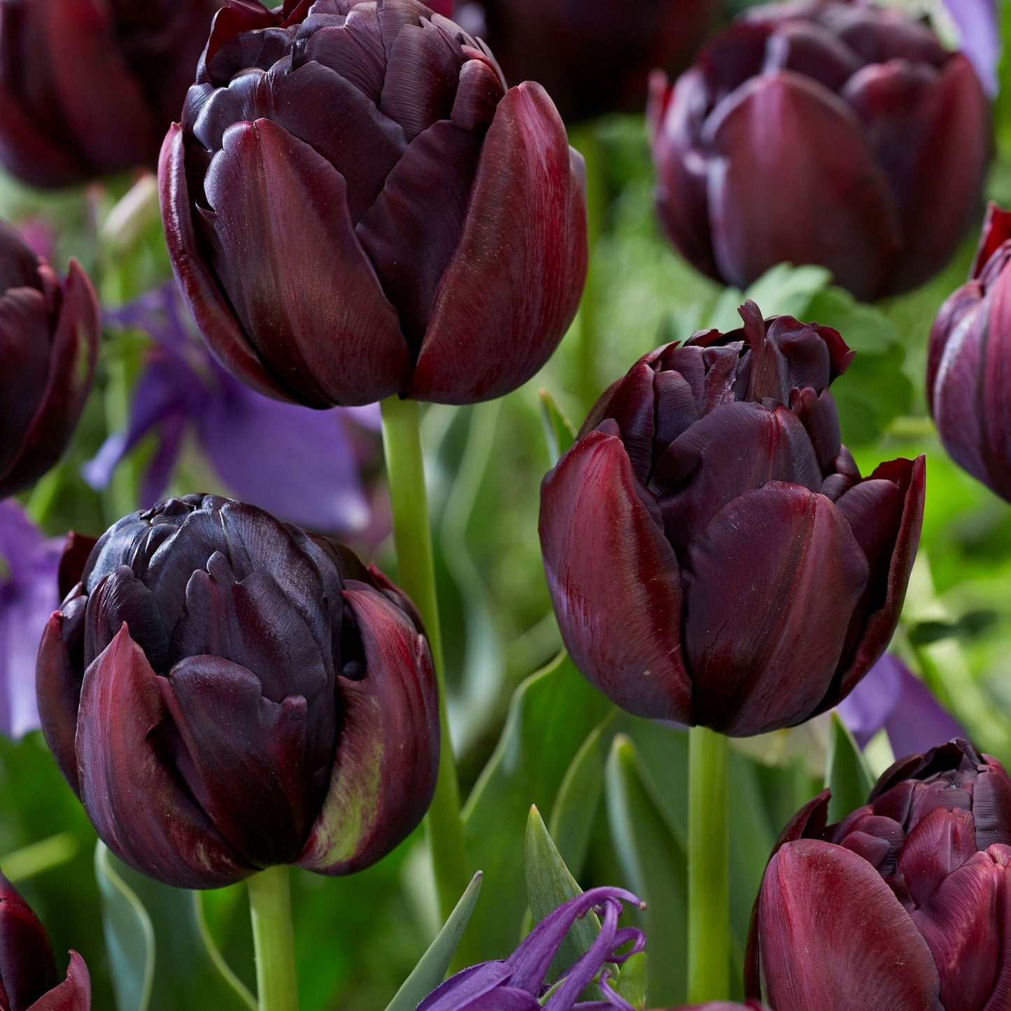 Bulbos De Tulipán - 15 Pzs - Tulipa 'black Hero' - Bulbos De Flores
