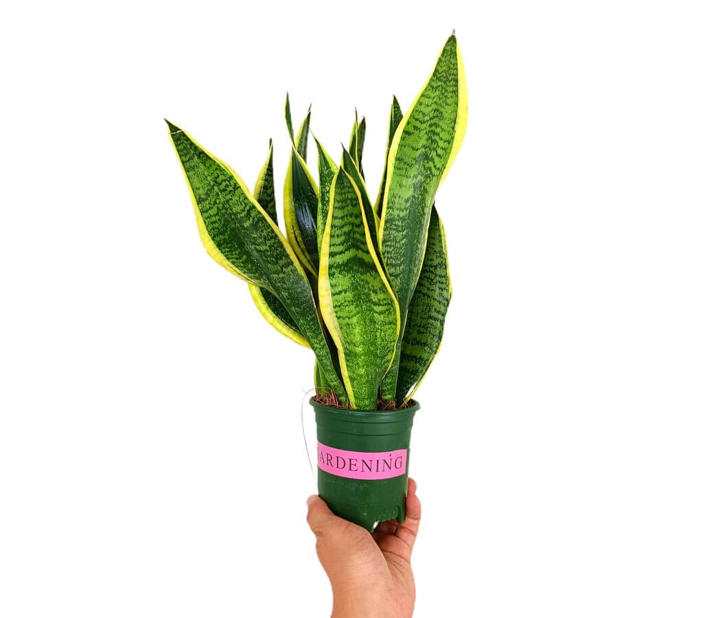 Sansevieria Futura Superba M12 30cm (lengua De Suegra)_0
