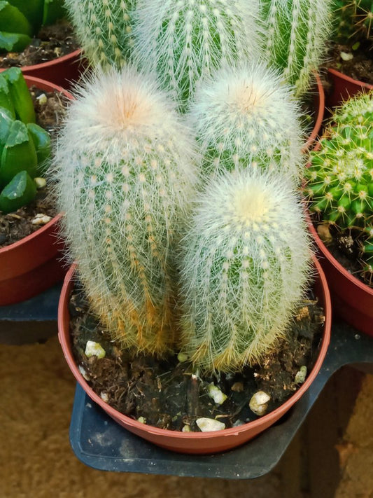 Cleistocactus Strausii 8 Cms Aprox Cactus Columnar