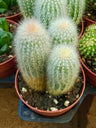 Cleistocactus Strausii 8 Cms Aprox Cactus Columnar