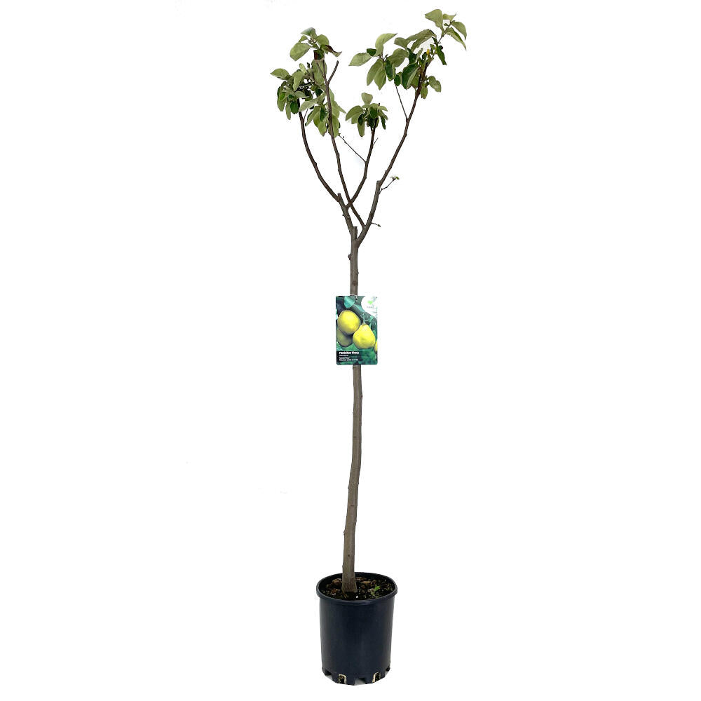 Membrillero De Wranja M25 150cm (octubre - Noviembre)