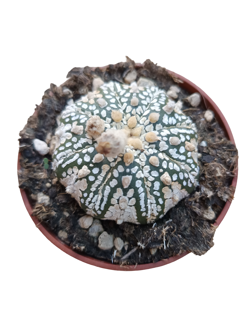 Astrophytum Asterias Superkabuto Planta Cactus Ø8