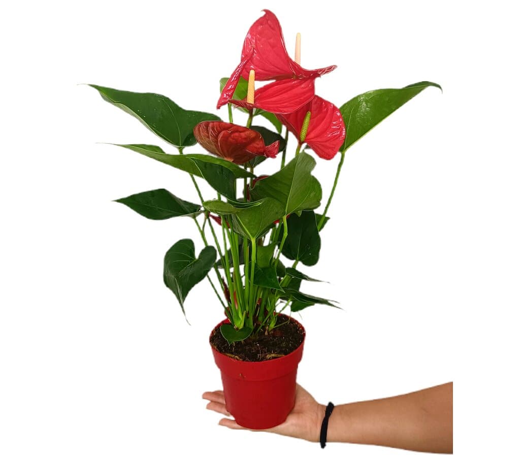 Anthurium Minnesota M14 50cm