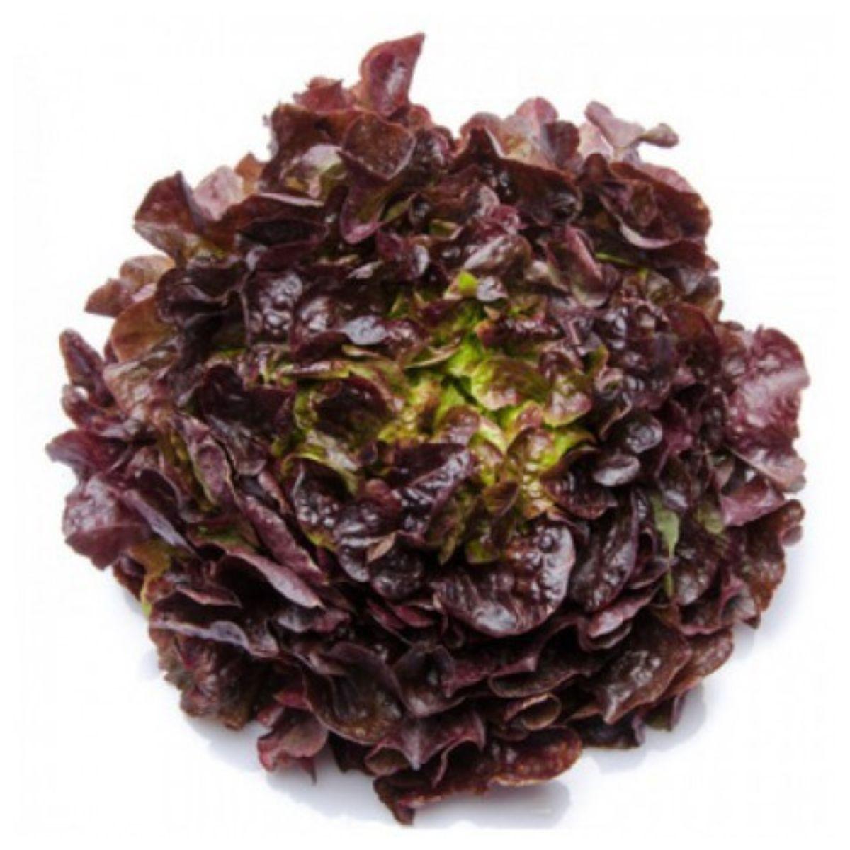 Plantón de Lechuga hoja de roble en maceta 11 cm