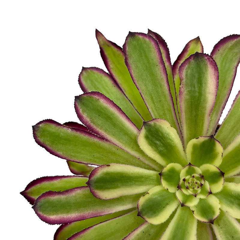 Aeonium Mardi Gras Cactus Y Suculentas M8,5 cm Ø_2