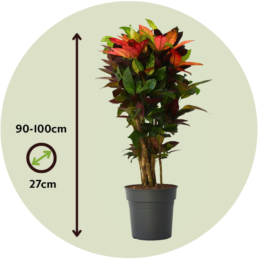 Croton - Codiaeum Variegatum 'mrs. Iceton' - Altura 90-100cm - Maceta 27cm