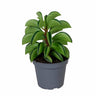 Peperomia FIRE SPARKS Ø 5 Cms Planta De Interior