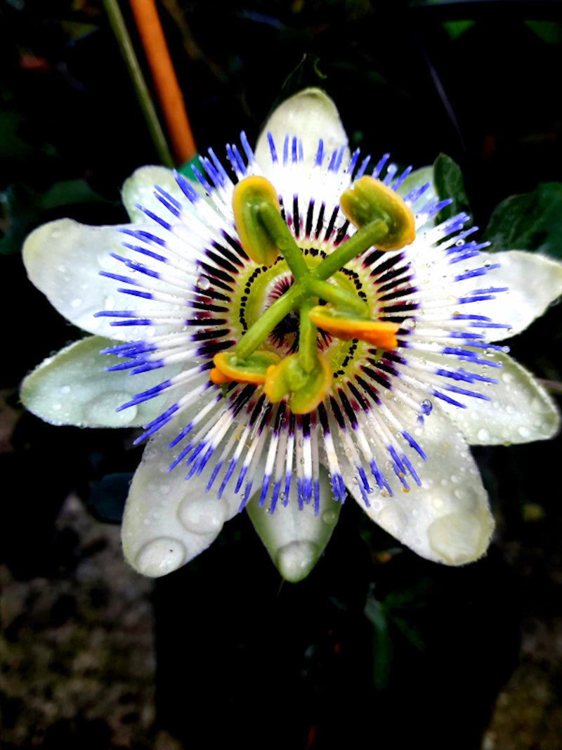 Passiflora Caeruela O “flor De La Pasión”_1