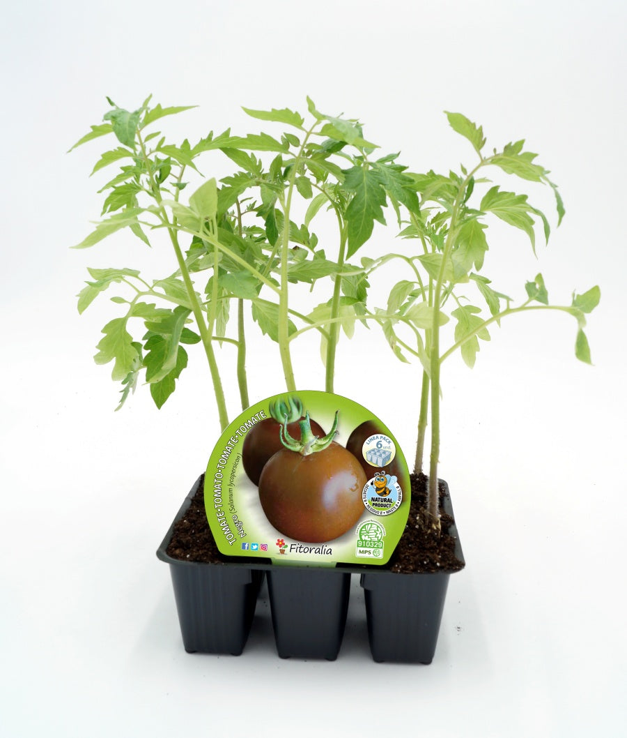 Pack Plantones Tomate Negro 6 Ud. Natural - Fitoralia_0