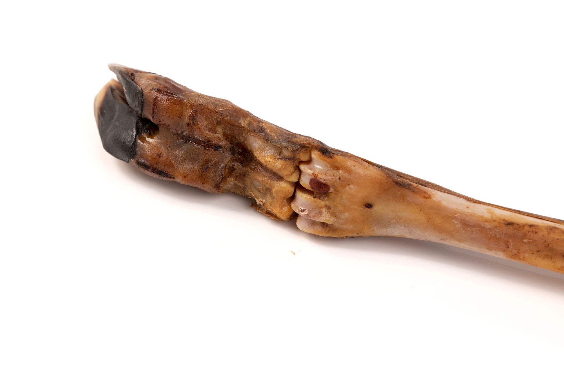 Bimordiscos Pata De Ciervo Para Perros.