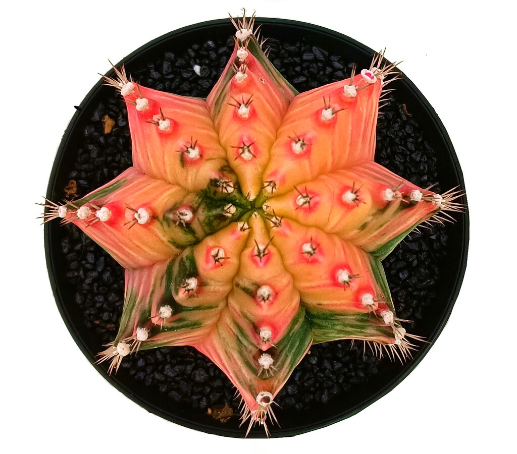 Gymnocalycium Variegata M12 20cm_1