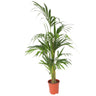 Palma Kentia - Howea Forsteriana - Altura 130-140cm - ⌀21cm